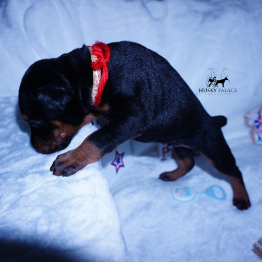 Embark & OFA tested Ozai 11